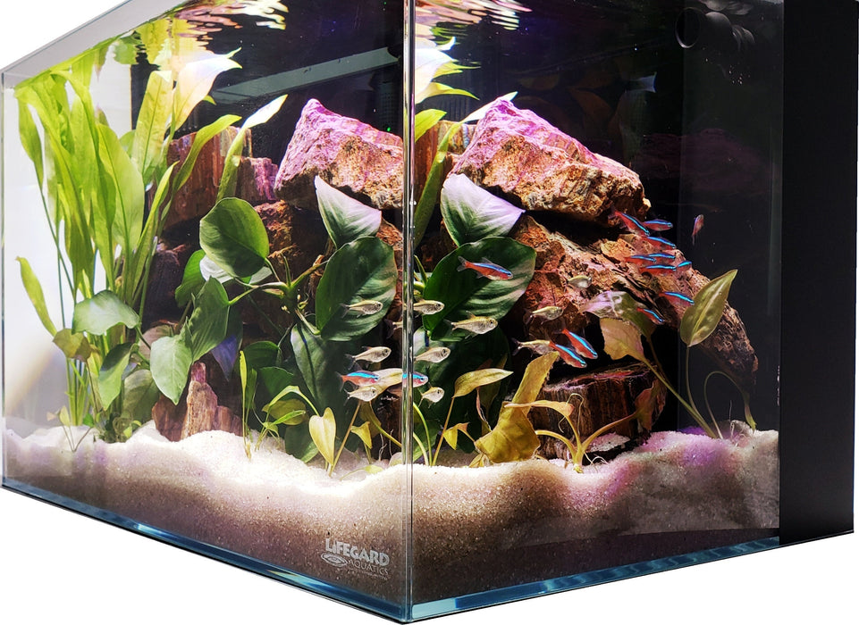4 Gallon Ultra Low Iron CRYSTAL Aquarium with Built in Back Filter