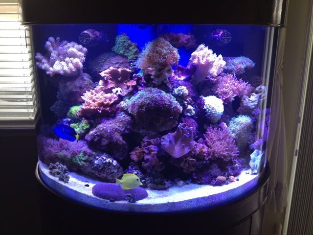 AQUA VIM 180 Gallon Half Cylinder Glass Reef-Ready Aquarium Set in Abyss Black