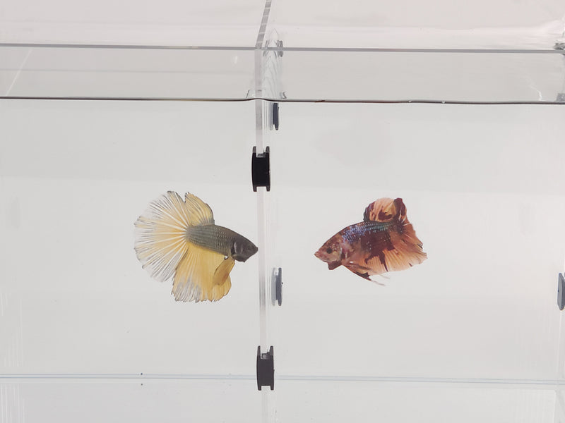 Acrylic Divider Plate for 6 Gallon Bookshelf Aquariums - CLEAR