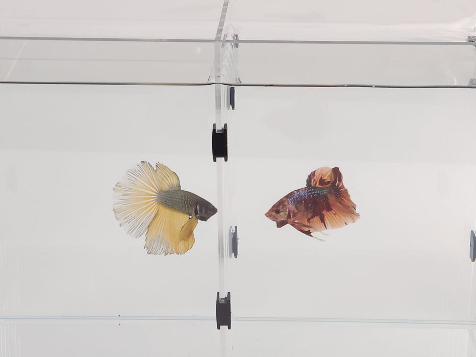 11 Gallon Long Low Iron Ultra Clear Bookshelf Aquarium 5mm Glass - 31.89" x 7.87" x 9.84"
