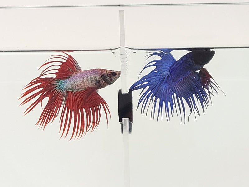 Acrylic Divider Plate for 6 Gallon Bookshelf Aquariums - CLEAR