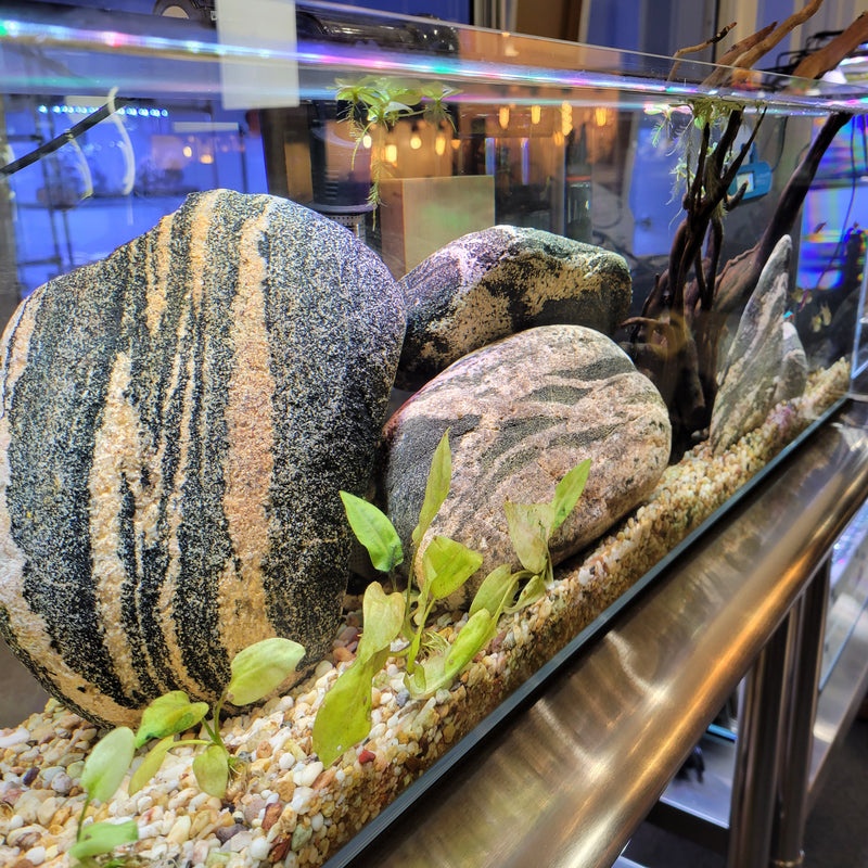 22 Gallon Ultra Low Iron Bookshelf Aquarium Kit 8mm (35.82"x11.81"x11.81")