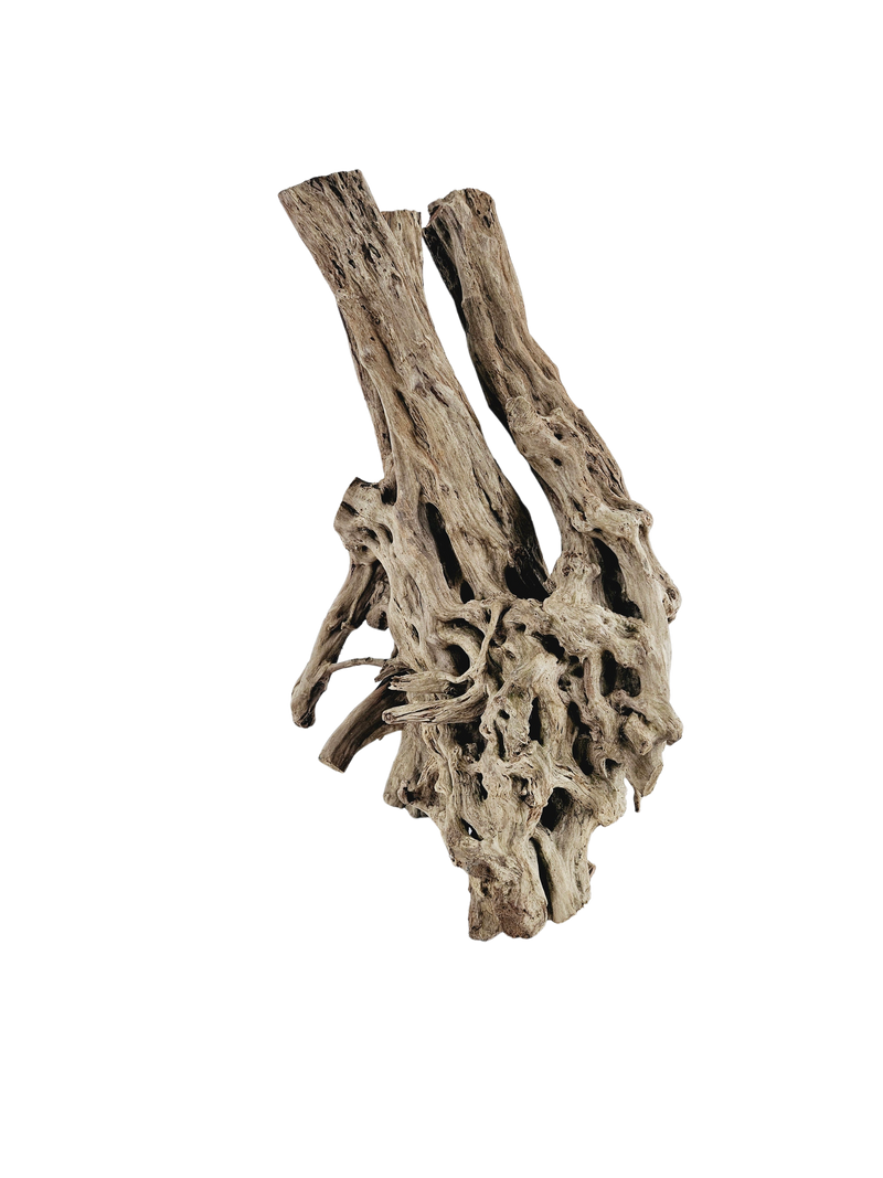 Spiderwood Tree Stump