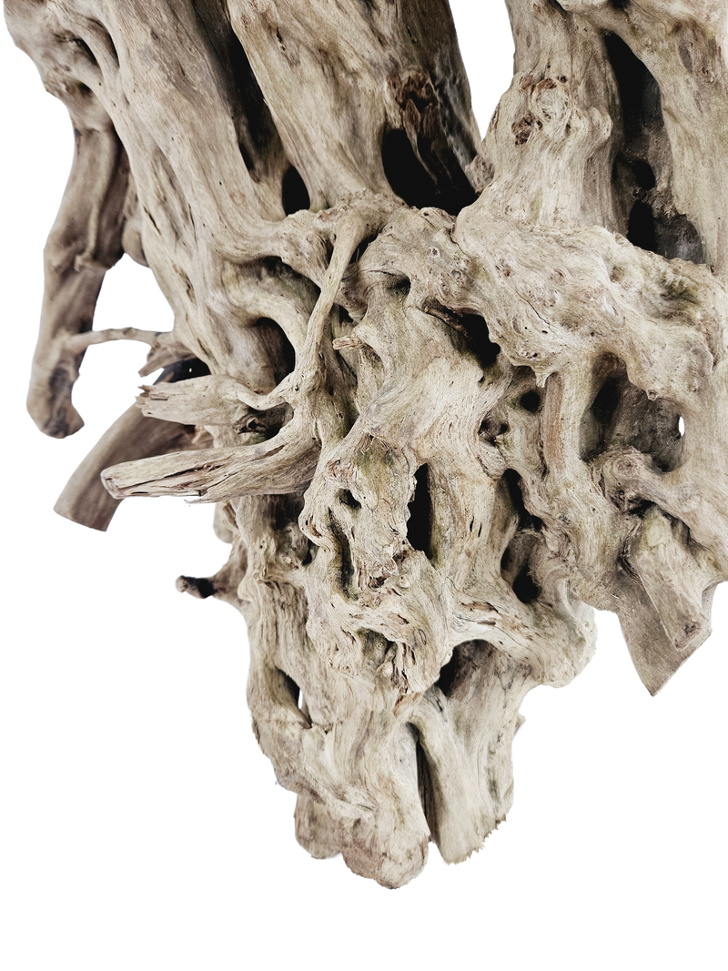 Spiderwood Tree Stump