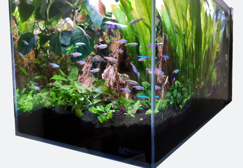 CRYSTAL Low Iron Ultra Clear Aquarium with Built in Side Filter (7.43 gallons, 17.72" x 9.84" x 9.84")