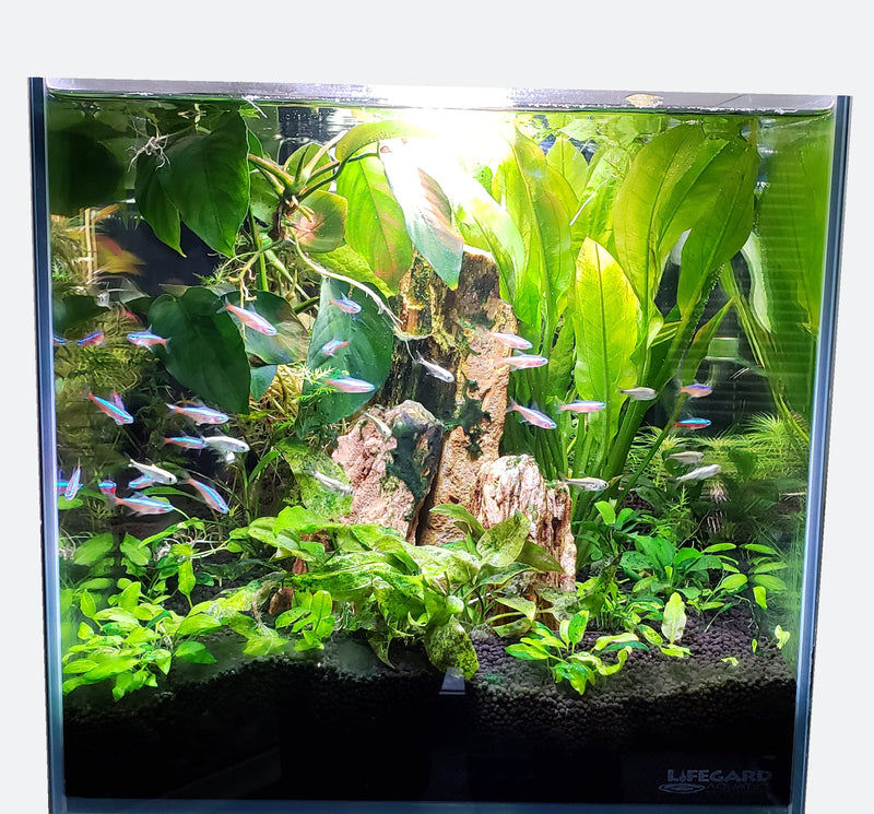 CRYSTAL 45 Degree Low Iron Ultra Clear Aquarium with Built in Side Filter (3.8 gallons, 14.17" x 7.87" x 7.87")