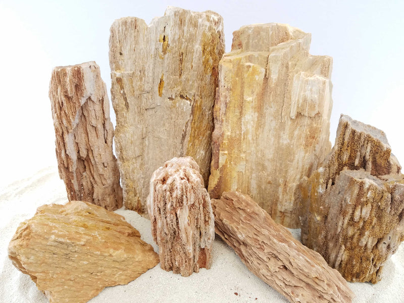 Burma Petrified Stone Kit-Approximately 2-Medium/5-Small Rocks