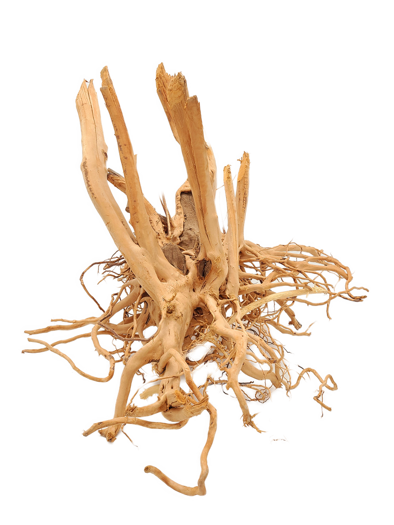 Spiderwood Tree Stump